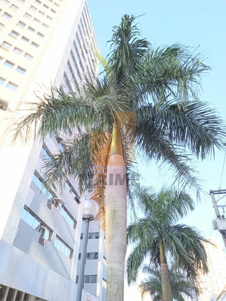 Comercial na R DO BOSQUE — Barra Funda, São Paulo - foto 2