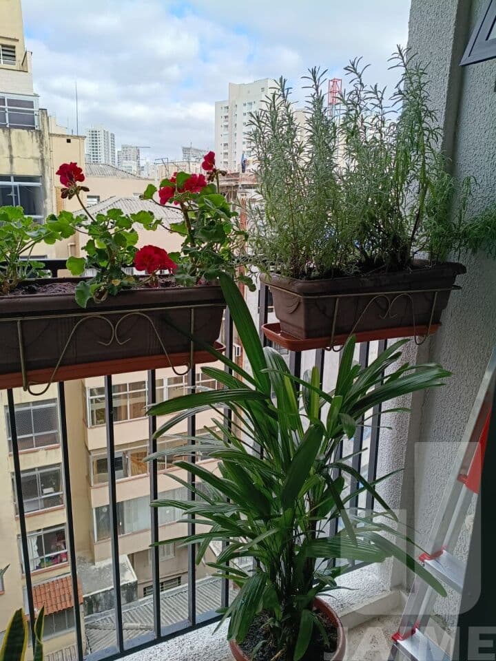 Apartamento de 1 dormitório na R Ana Cintra — Campos Elíseos, São Paulo - foto 2